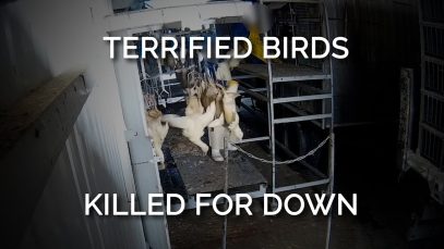 Terrified Birds Killed For Down #shorts