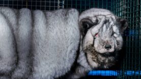 The suffering of monster foxes continues on Finland’s fur farms