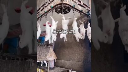 There is no right way to exploit and kill animals. Please be vegan & get active for them.