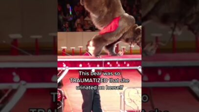 This Traumatized Bear Urinates On Herself While Being Forced to Perform #shortsfeed