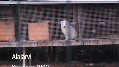 Turkistarha, Alajärvi Saukonkylä 1, 2009