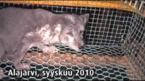 Turkistarha, Alajärvi Saukonkylä 2, 2010