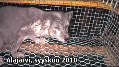 Turkistarha, Alajärvi Saukonkylä 2, 2010