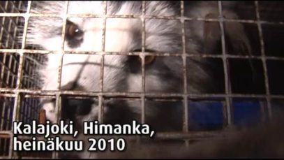 Turkistarha, Kalajoki Himanka, 2010