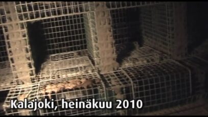 Turkistarha, Kalajoki Pöllä, 2010