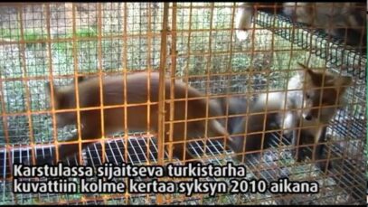 Turkistarha, Karstula, 2010