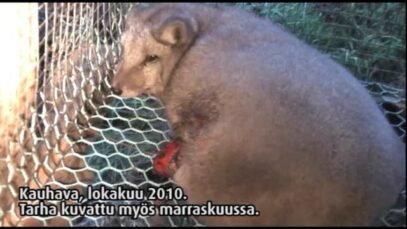 Turkistarha, Kauhava Alahärmä 1, 2010