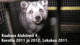 Turkistarha, Kauhava Alahärmä 4, 2011-2012