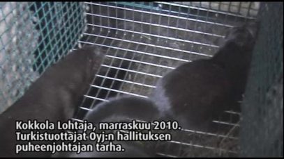 Turkistarha, Kokkola Lohtaja, 2010