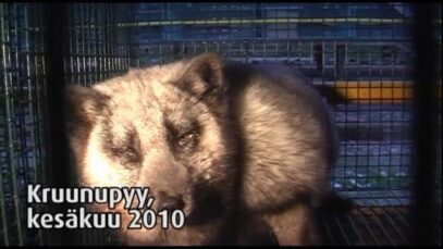 Turkistarha, Kruunupyy Teerijärvi, 2010