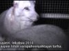 Turkistarha, Lappajärvi Itäkylä, 2010