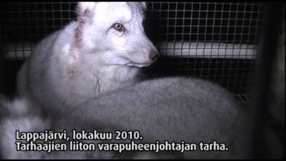 Turkistarha, Lappajärvi Itäkylä, 2010