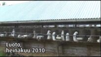 Turkistarha, Luoto Bosund, 2010
