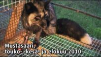 Turkistarha, Mustasaari Söderändan, 2010