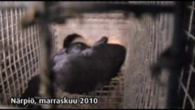 Turkistarha, Närpiö Alamarkku, 2010