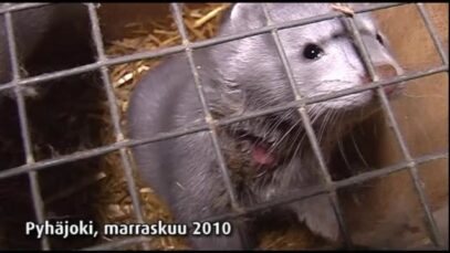 Turkistarha, Pyhäjoki, 2010