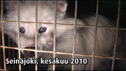 Turkistarha, Seinäjoki Ylistaro 2, 2010