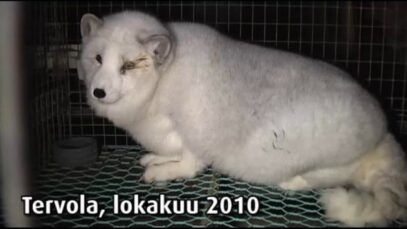 Turkistarha, Tervola, 2010
