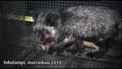 Turkistarha, Toholampi, 2010