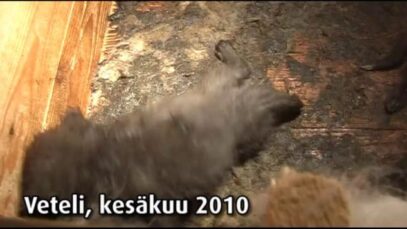 Turkistarha, Veteli 2, 2010