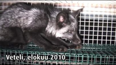 Turkistarha, Veteli 6, 2010