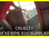 Undercover Footage Reveals Cruelty at Kewpie Egg Supplier