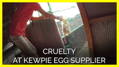 Undercover Footage Reveals Cruelty at Kewpie Egg Supplier