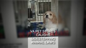 VA Pet Stores Caught Sidestepping Animal Laws