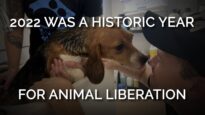 2022 Was a Historic Year for Animal Liberation Caption