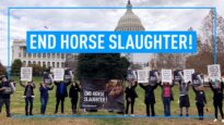 Animal Equality Fights Against Horse Slaughter