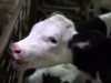 Baby cow stolen for your glass of milk | The true cost of dairy