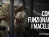 Come funzionano i macelli?
