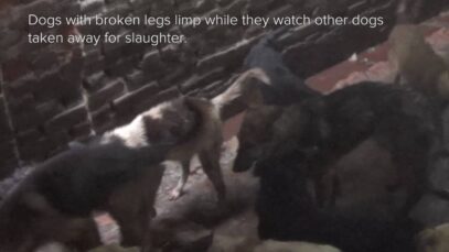 DxE Goes Into The Slaughterhouses of Yulin featuring Wayne Hsiung