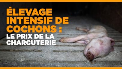 Élevage intensif de cochons : le prix de la charcuterie