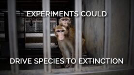 Experimenting on Monkeys Could Drive This Species to Extinction