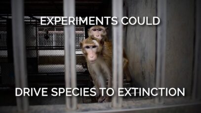 Experimenting on Monkeys Could Drive This Species to Extinction
