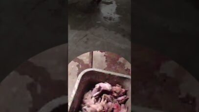 #Ferkel in der #Schweinezucht. In der #Fleisch.produktion ist sowas normal! Mehr im aktuellen Video.