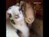 Goat friends: Chip and Goldie