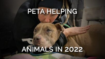 How PETA’s Fieldworkers and Shelter Helped Animals in 2022