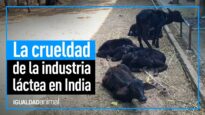 La CRUELDAD de la INDUSTRIA LÁCTEA en INDIA | IGUALDAD ANIMAL