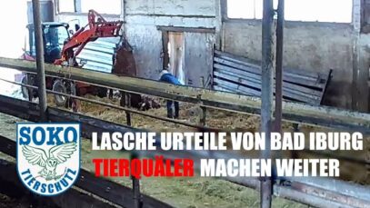 Lasche Urteile von Bad Iburg – Tierquäler machen weiter.// SOKO Tierschutz e.V.