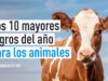 Logros contra el MALTRATO ANIMAL EN 2022 | IGUALDAD ANIMAL
