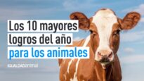 Logros contra el MALTRATO ANIMAL EN 2022 | IGUALDAD ANIMAL