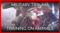 Military Trauma Training on Animals
