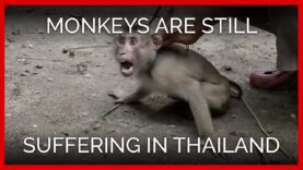 Monkeys Are Still Suffering for Coconut Milk in Thailand