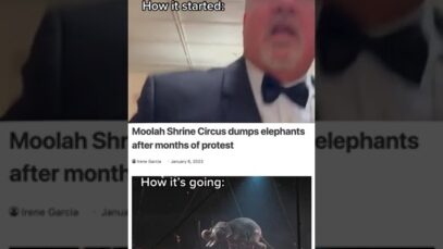 Moolah Shrine Finally Retires Their Elephants #shortsyoutube