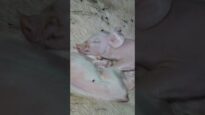 Mutter und Kind in der Schweinezucht