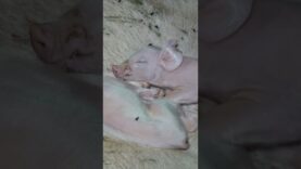 Mutter und Kind in der Schweinezucht