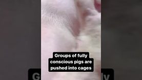 New Hidden-Camera Footage: Pigs Scream and Convulse in Gas Chamber