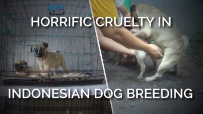 PETA Asia Exposes Horrific Cruelty in Indonesian Dog Breeding